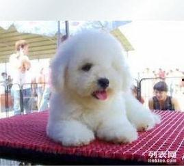 徐州爆料比熊事件视频,宠物虐待引社会关注