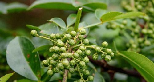 微头条青花椒新闻,探寻花椒产业的绿色崛起之路