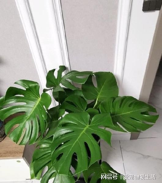 大颗网红植物,揭秘自然界的绿色明星