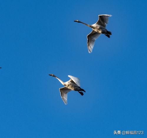天鹅宝宝今日头条,探秘萌态十足的天鹅幼崽生活
