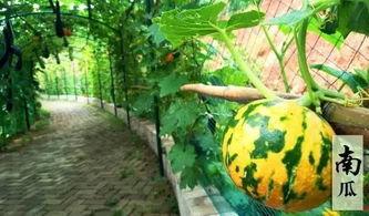 吃瓜摸鱼故事会,揭秘网络时代的趣味故事集