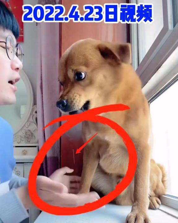 网红夫夫天天虐狗txt,天天虐狗的甜蜜瞬间