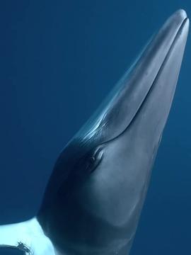 鲸头条,揭秘海洋巨兽的神秘生活