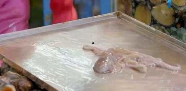 明星生吃活章鱼视频,明星挑战生吃活章鱼，真实体验引网友热议