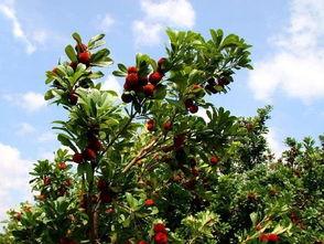 温州今日头条杨梅树图片,夏日鲜果飘香，绿意盎然