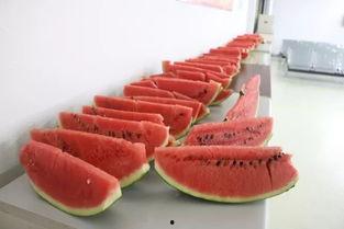 望虞水岸吃瓜,夏日吃瓜，尽享清凉时光