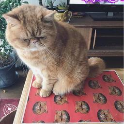 网红玩牛,揭秘直播带货背后的经济奇迹