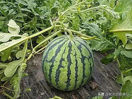 吃瓜之期,吃瓜群众视角下的娱乐圈风云录