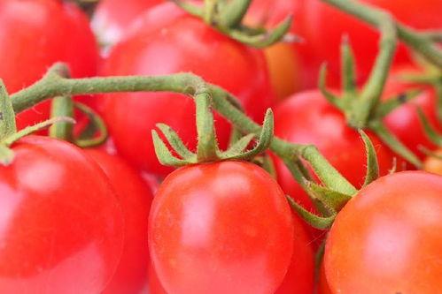 上朝吃瓜番茄小说