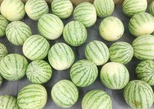 开始吃瓜全文,一场网络狂欢的幕后故事