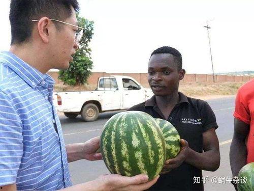 吃瓜人口,揭秘吃瓜群众背后的社会现象