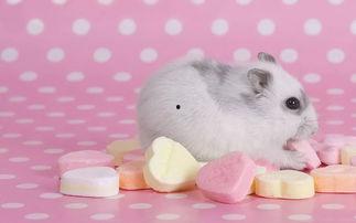 仓鼠吃瓜卡通图文,仓鼠卡通吃瓜图鉴