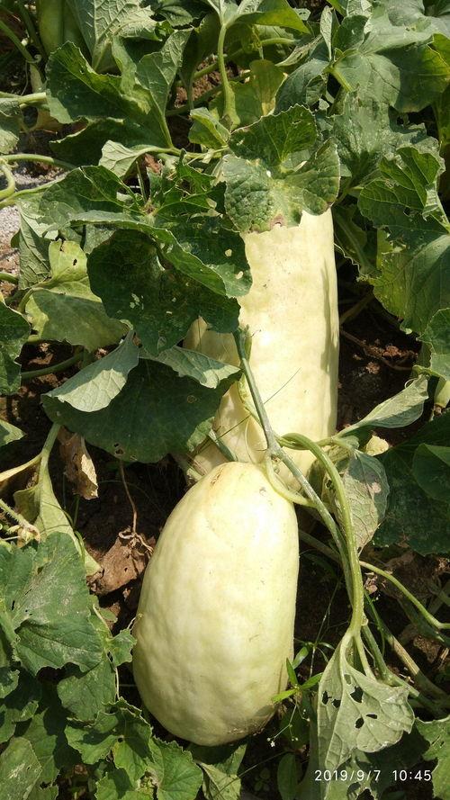 騷瓜怎麽吃,解锁美味新姿势