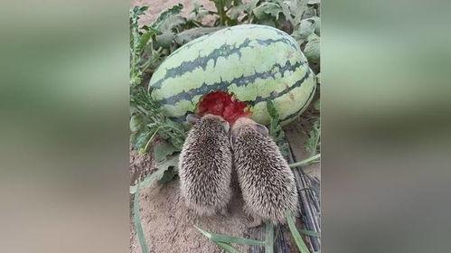 小刺猬吃瓜视频,萌态十足，网友直呼可爱爆表！