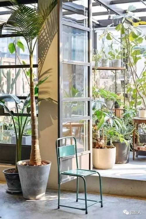 民宿网红植物图片,民宿网红植物图鉴