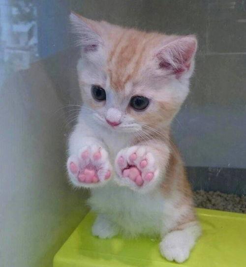 mmsz19猫咪官网最新版本爆料,全新功能与设计亮点抢先看”