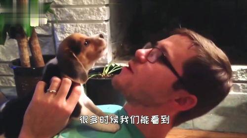 狗打架吃瓜视频大全集免费观看,免费观看吃瓜视频大全集