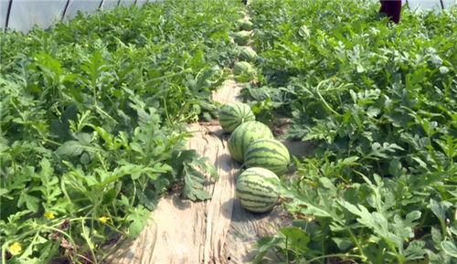 莱州大瓜爆料视频最新,惊人内幕曝光，真相令人震惊！